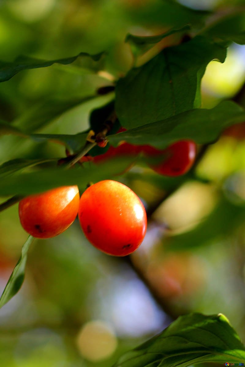 Кизил – Шайтанова ягода