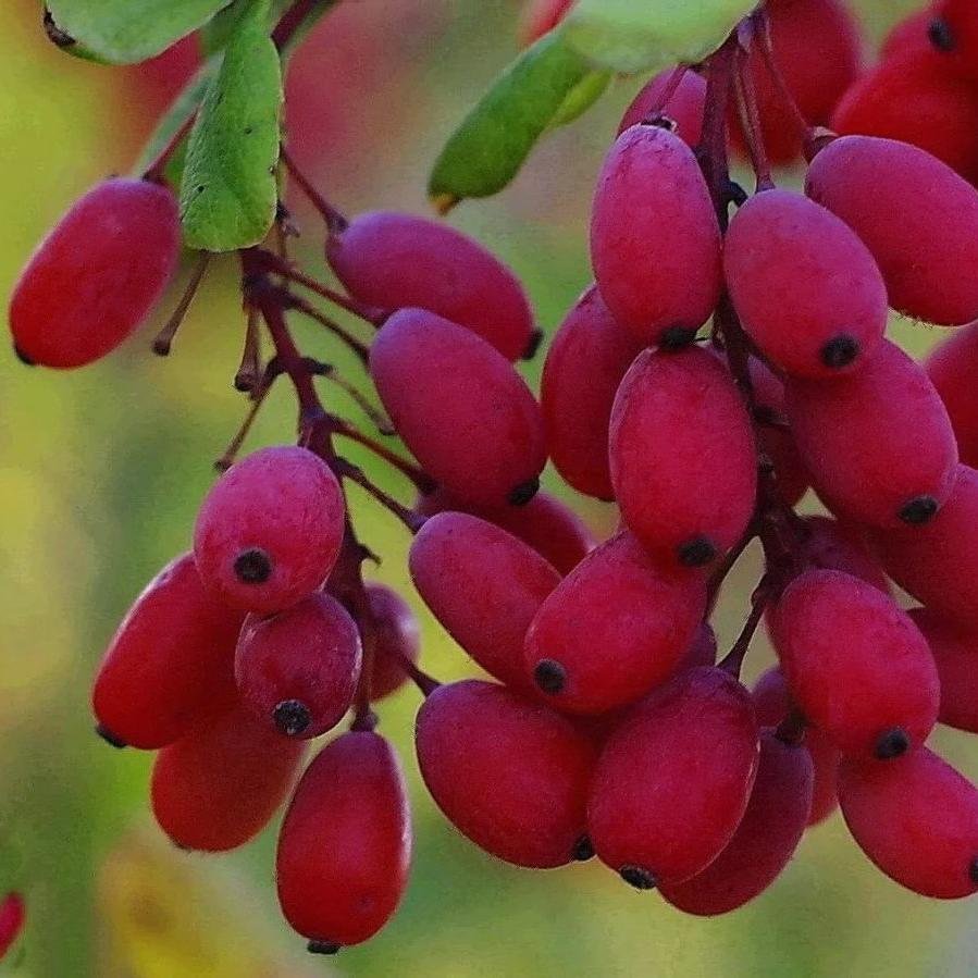 Кизил ягода (117 фото)
