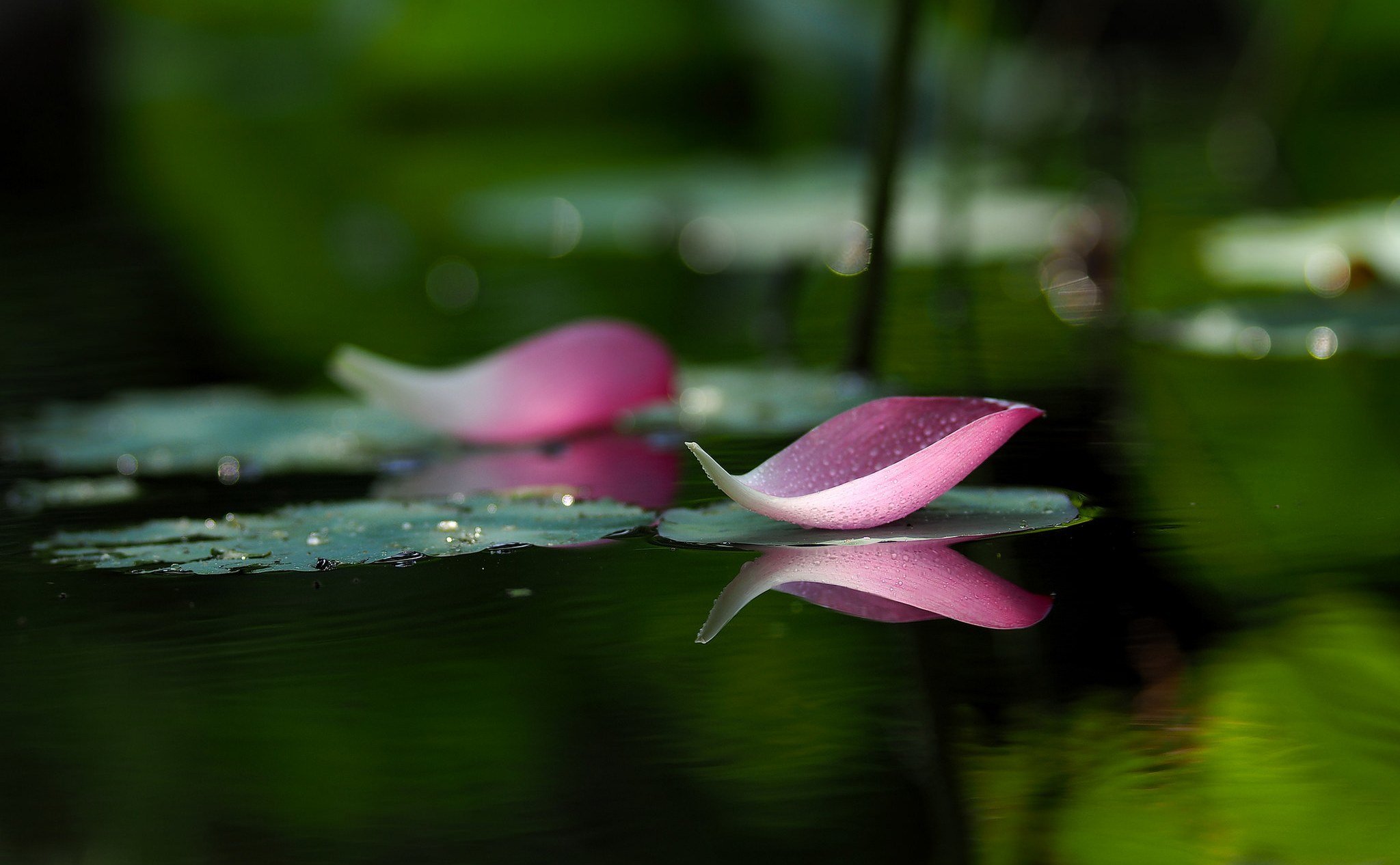 Вода розовых лепестков. Цветы на воде. Лепесток лотоса. Лепестки цветов на воде. Красивые лепестки.