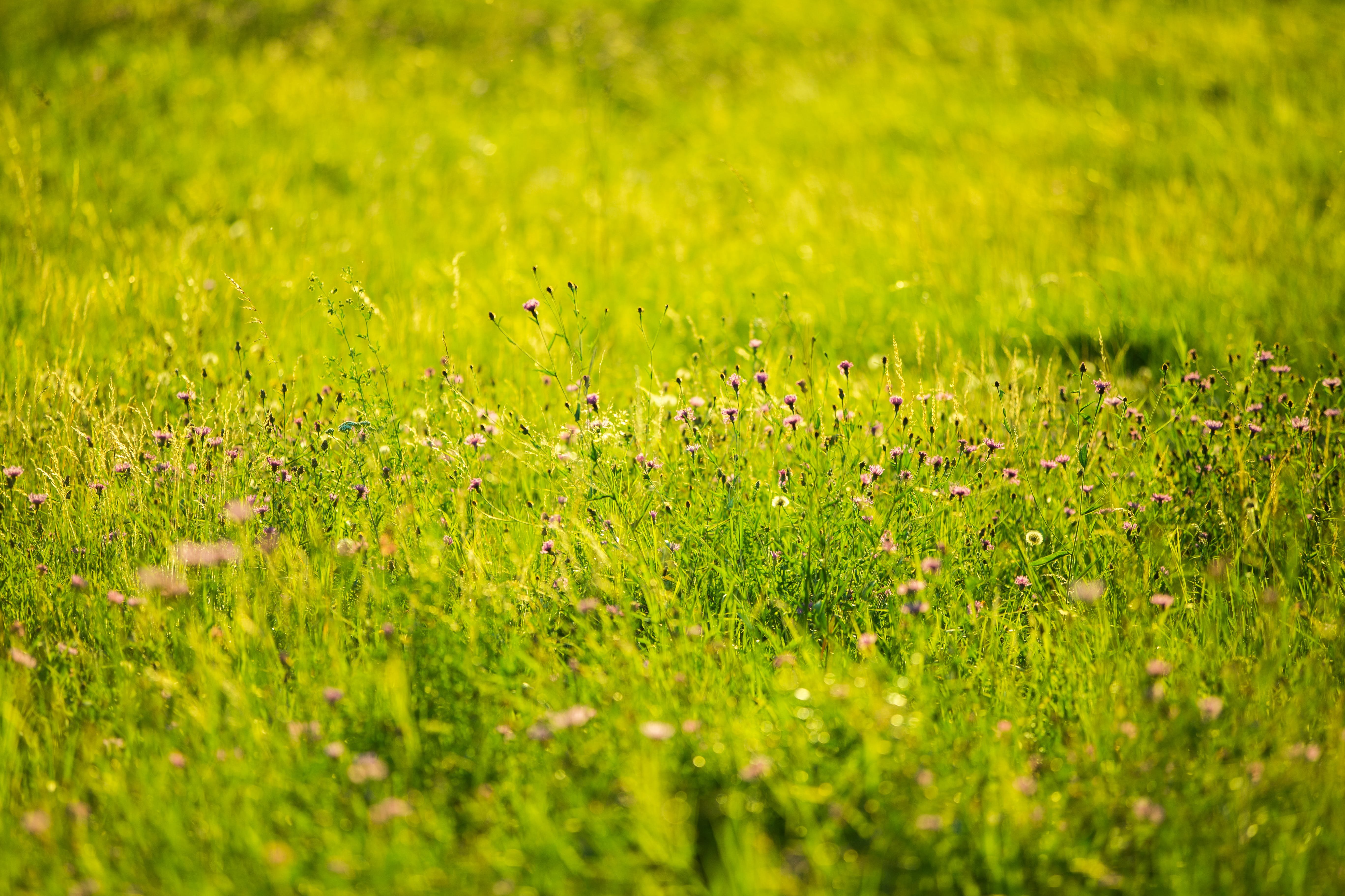 Травка с цветочками. Трава фон. Трава поле. Поле с маленькой травой. Трава луг.