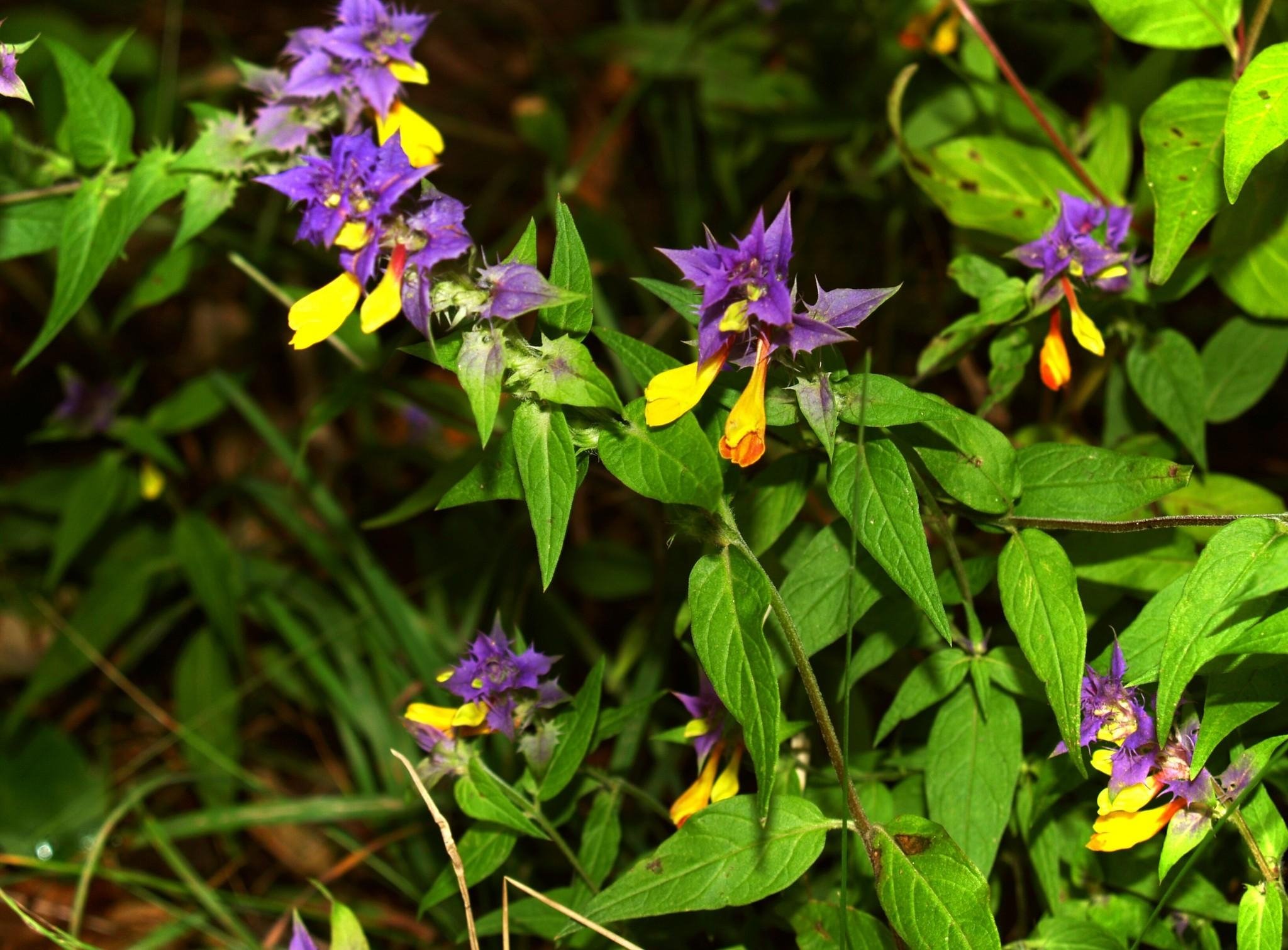 Цветы полевые желтые снизу сверху фиолетовые