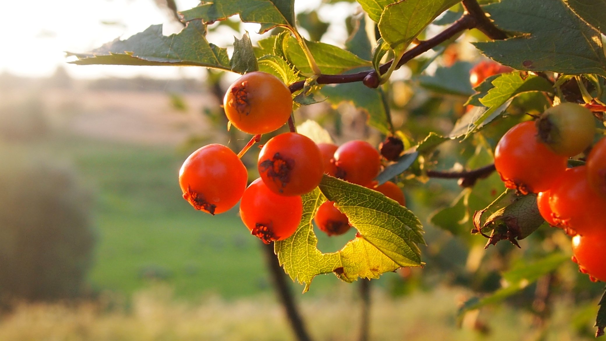боярышник дерево фото с ягодами