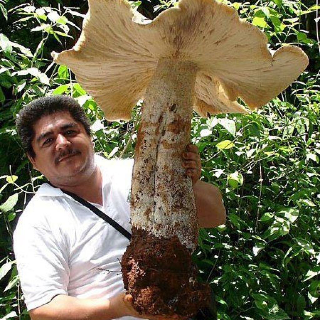 Самый огромный гриб в мире
