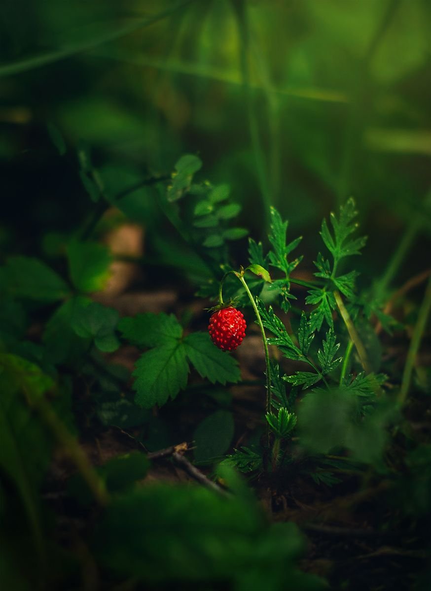 Макросъемка ягоды в лесу