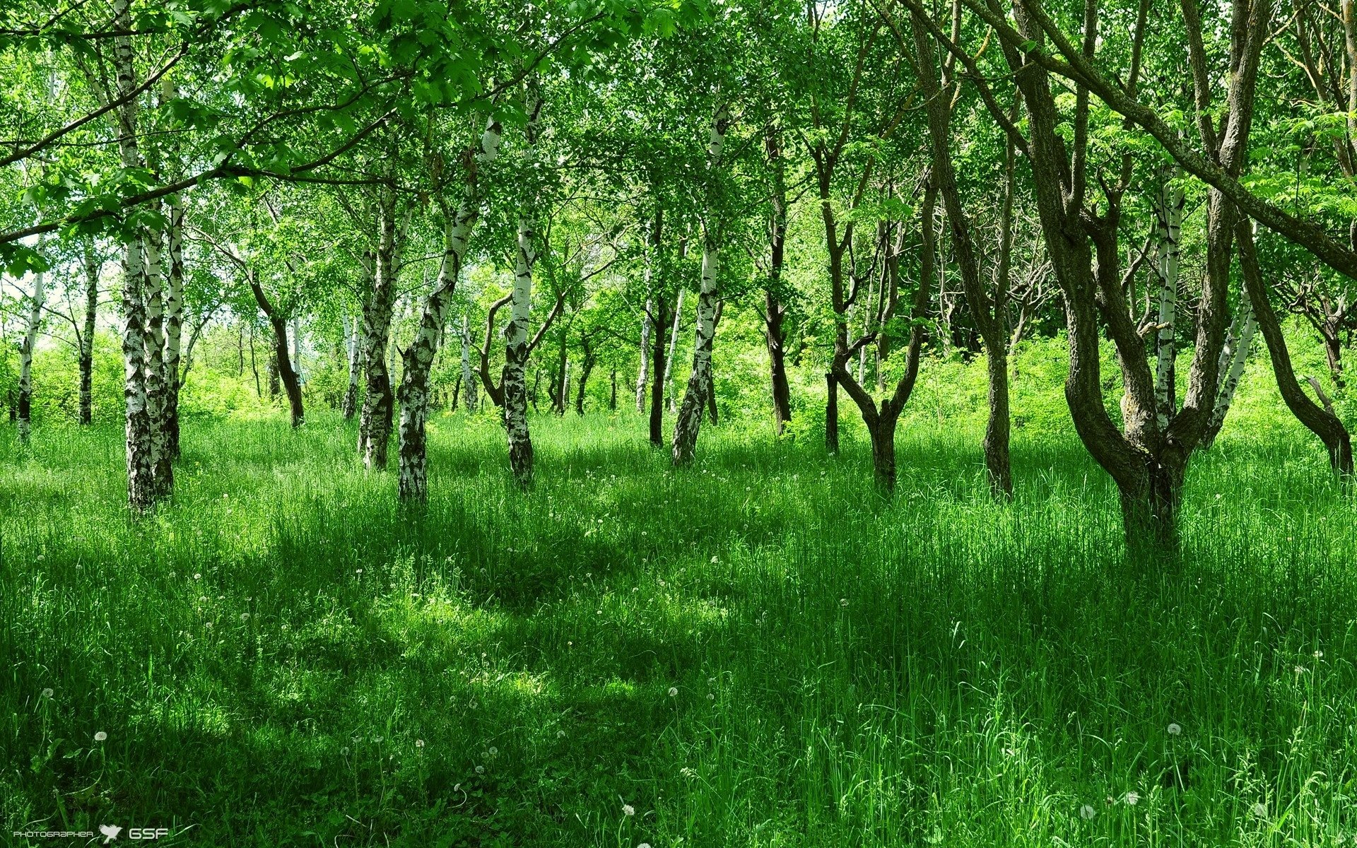 Фото деревьев лето. Летний лес. Летняя природа. Зеленая природа. Летом в лесу.