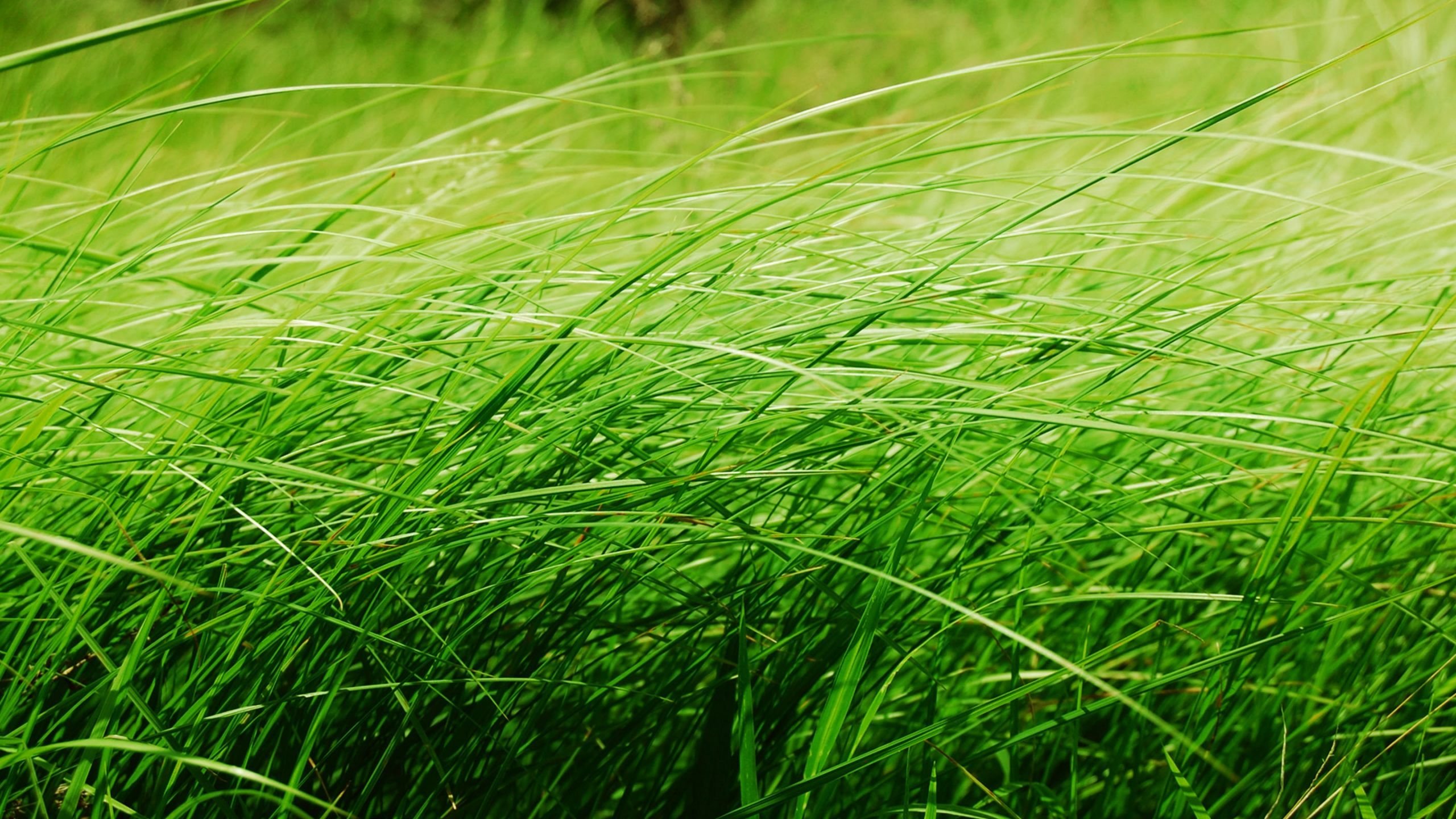 Трава второго укоса. Трава. Трова. Зеленая трава. Красивая трава.