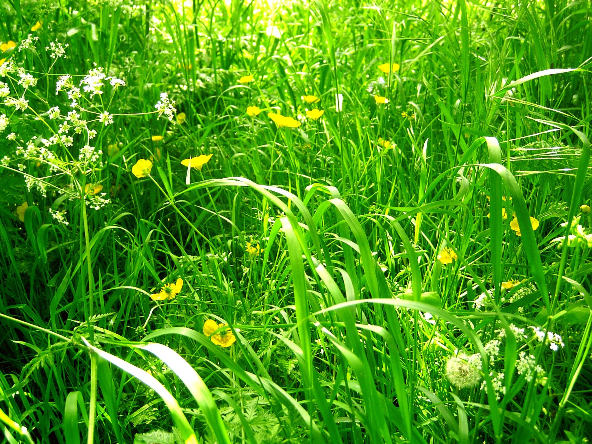 Травянистый. Травянистая растительность. Дикорастущая зелень. Трава подбериха. Густая трава.