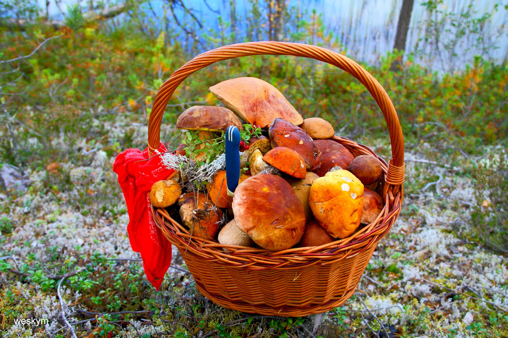 Лето грибами осень плодами. Карелия грибы и ягоды. Корзинка с грибами и ягодами. Грибы в Карелии. Лукошко с грибами и ягодами.