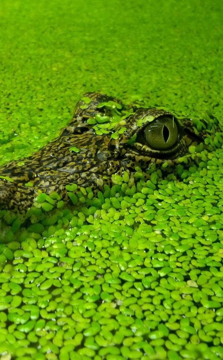 Крокодил зеленый песня