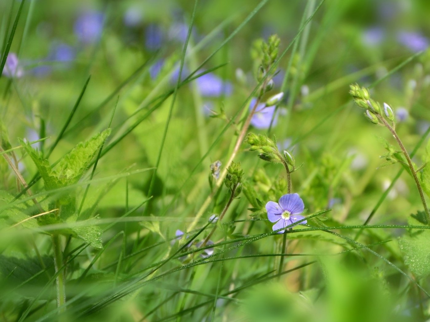 Низкая трава с голубенькими цветочками