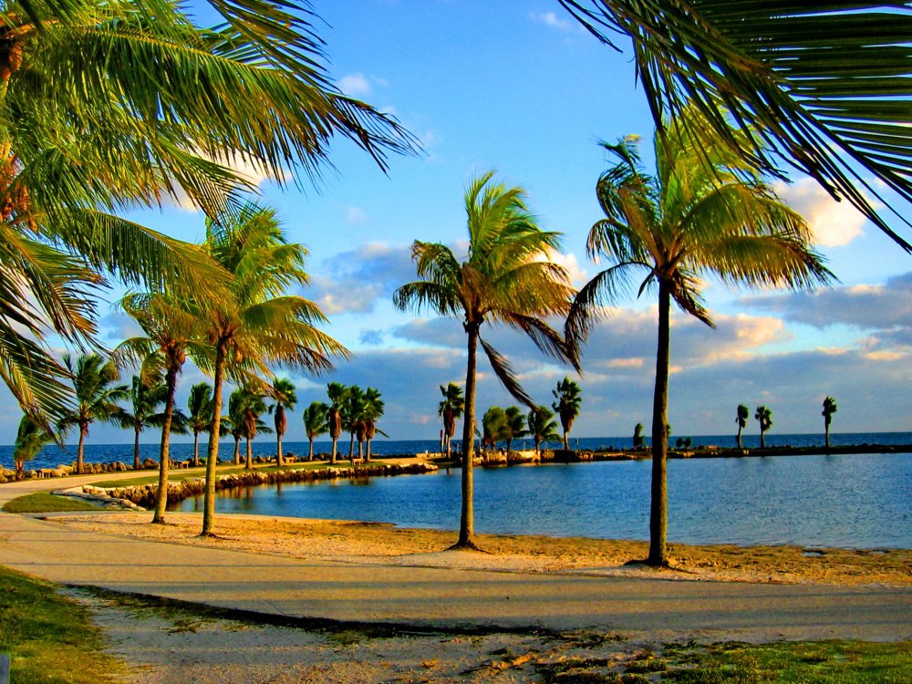 Флорида пальмы