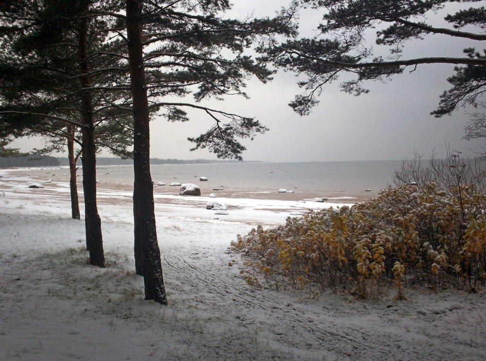 Репино берег финского залива осенью