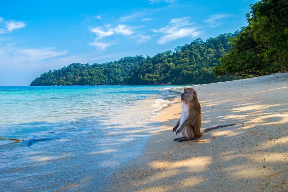 Остров обезьян в Тайланде