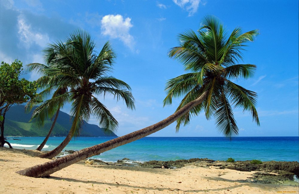Пляж с пальмами фото