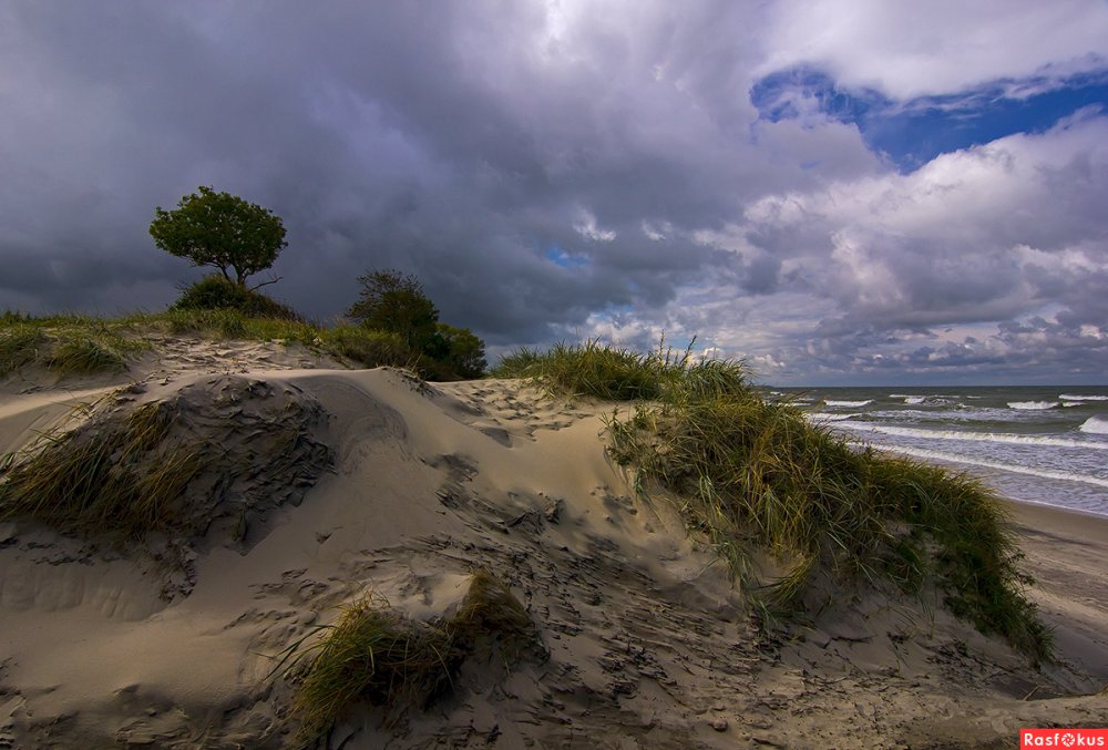 Балтийское море берег сосны дюны