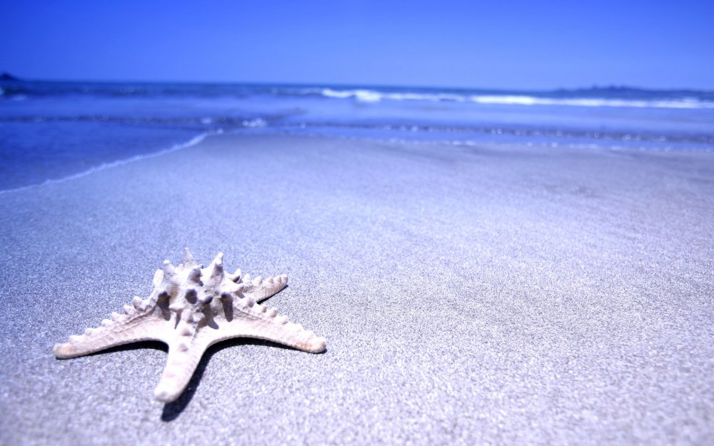 Морская звезда на пляже