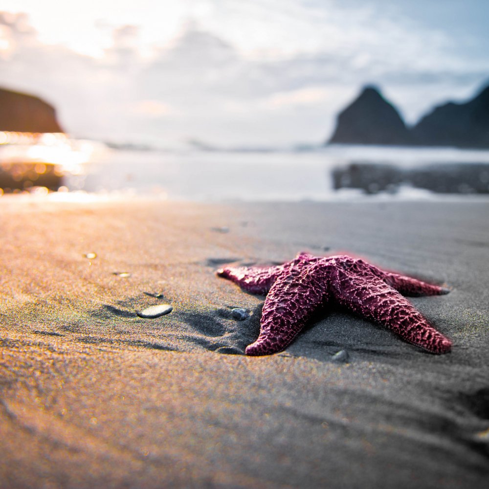 Фото морской звезды на берегу
