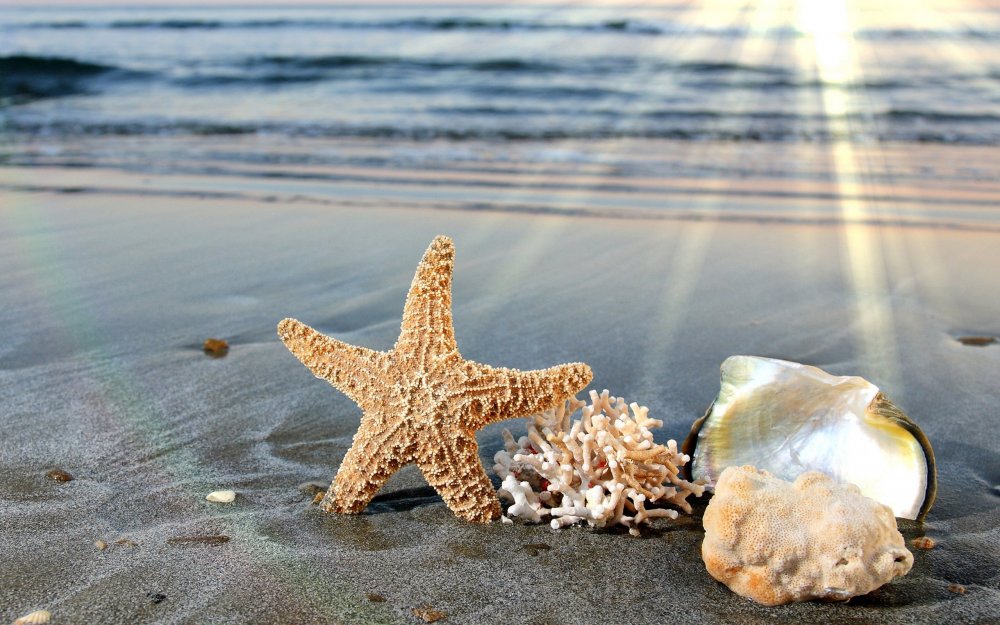 Морские звезды на берегу моря