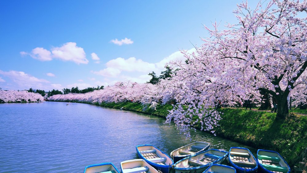 Озеро Япония Сакура