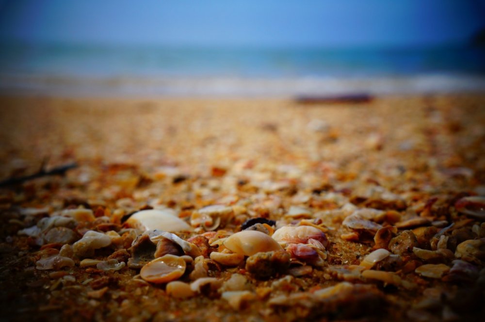 Море с ракушками и камнями побережье