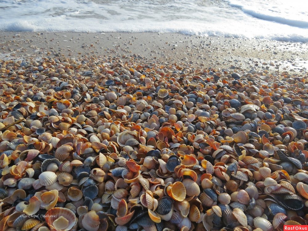Ракушечный пляж Шелл Бич