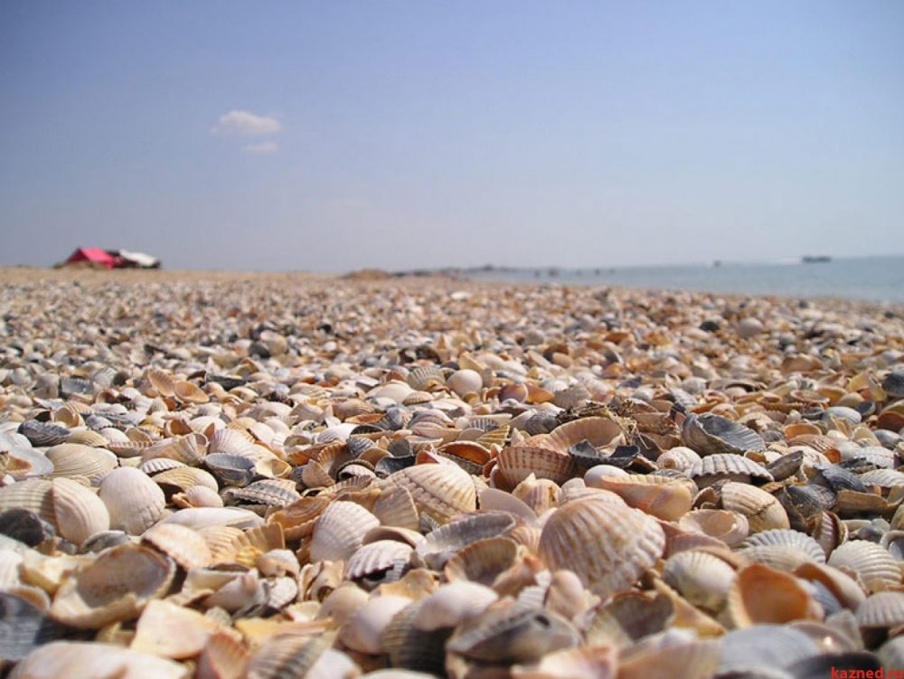 Ракушечные камни на побережье