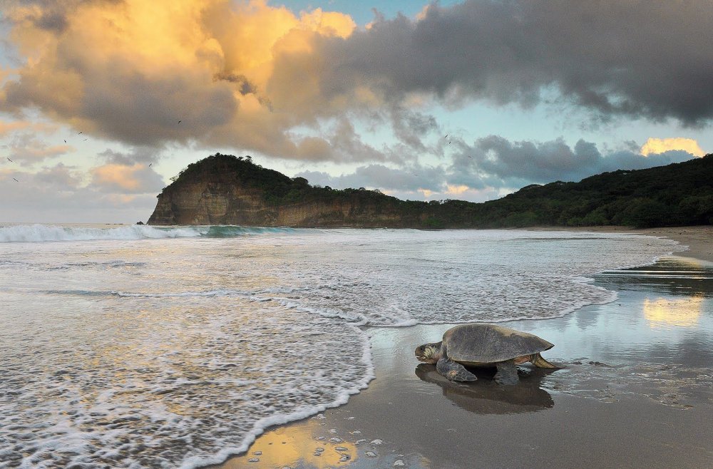 • Плайя-Гранде, где обитают морские черепахи; Коста Рика
