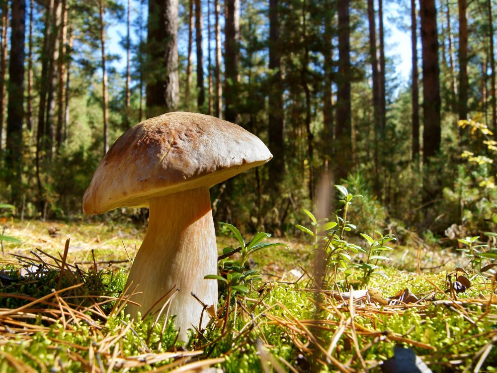 Природа лес грибы