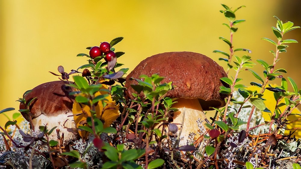 Осень грибы ягоды