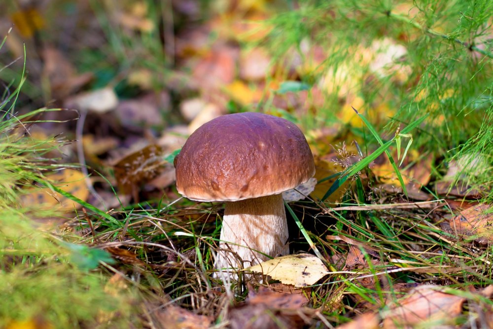 Картинка грибок под листьями и мхом для детей