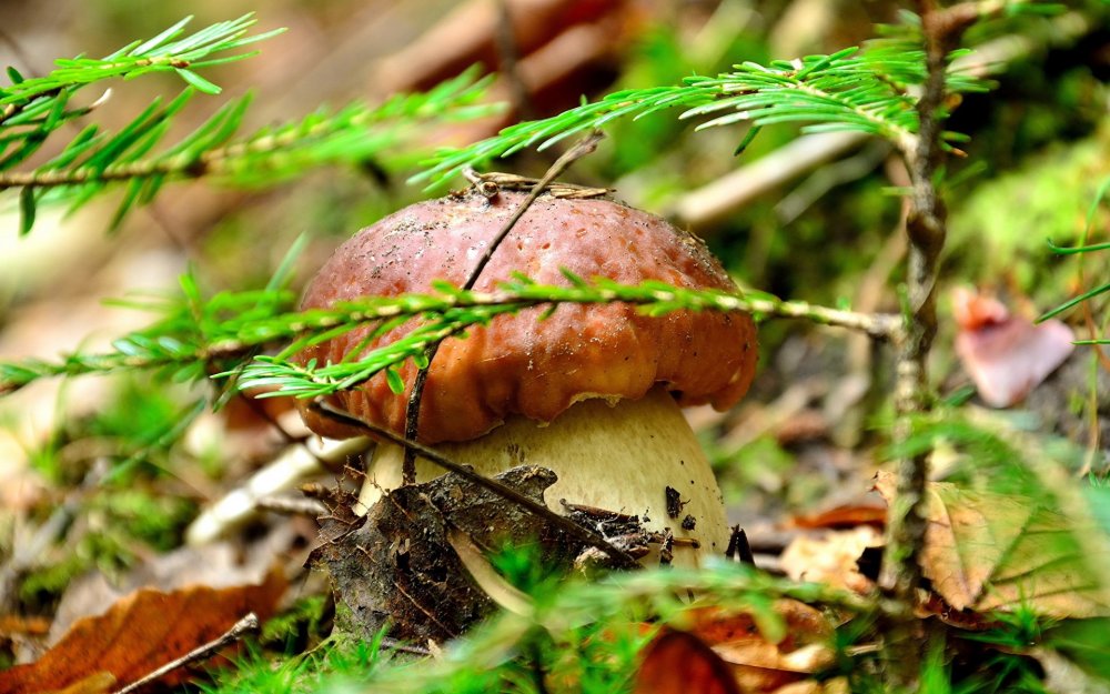 Красота грибов в лесу