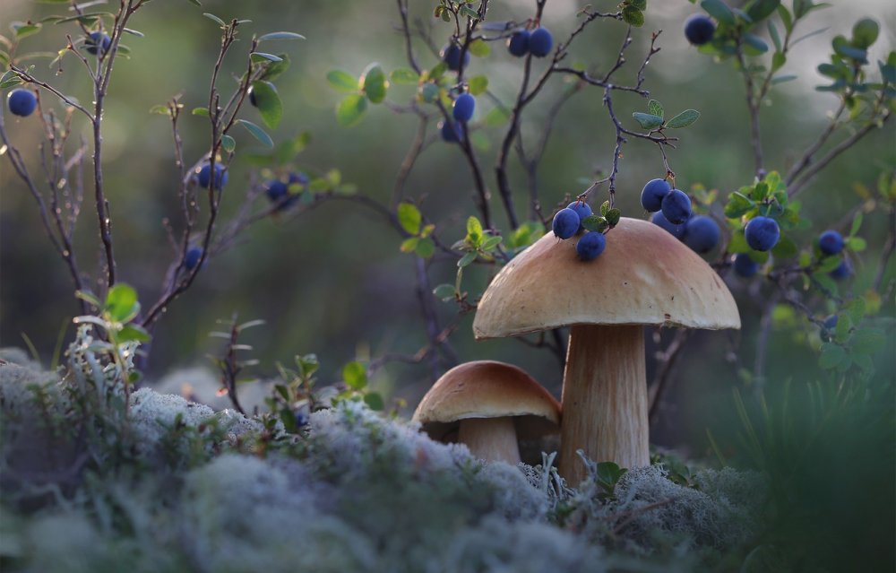 Лесные грибы осенью