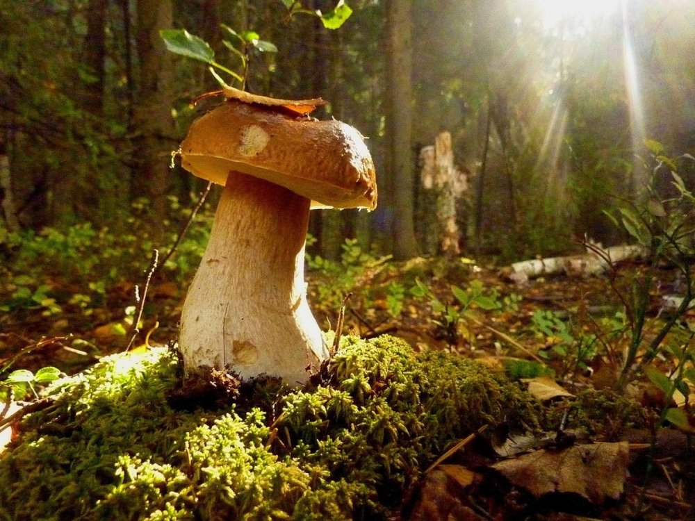 Природа лес грибы