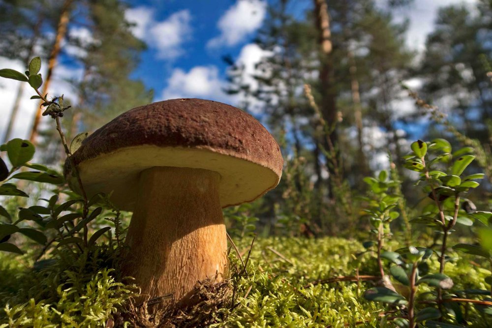 Съедобные грибы и ягоды в лесу