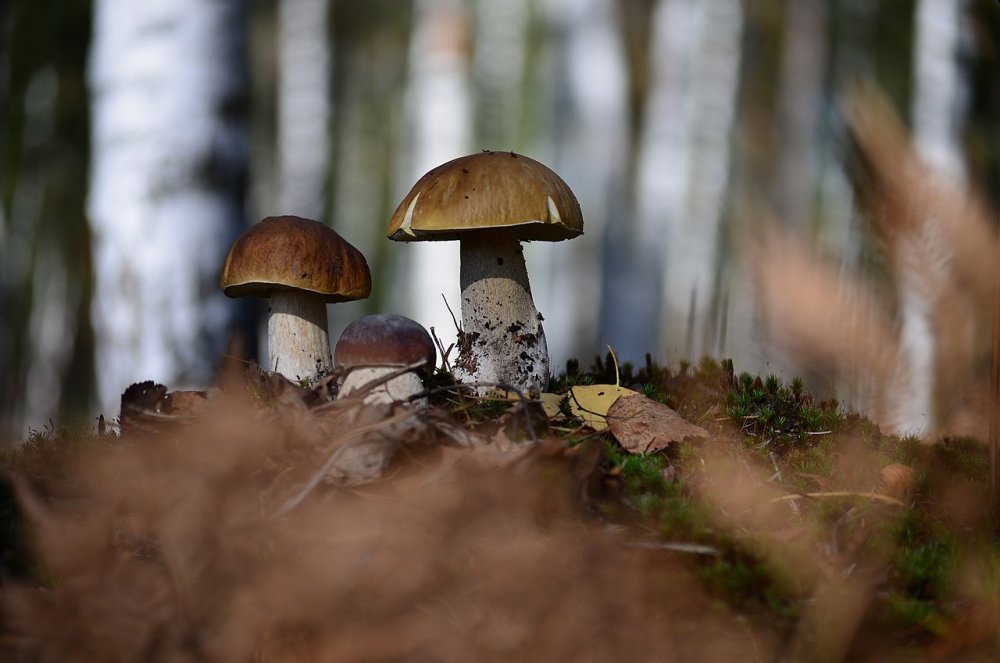 Фон осень грибы