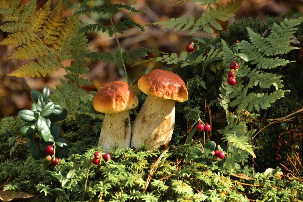 Природа грибы Кировская область родного края