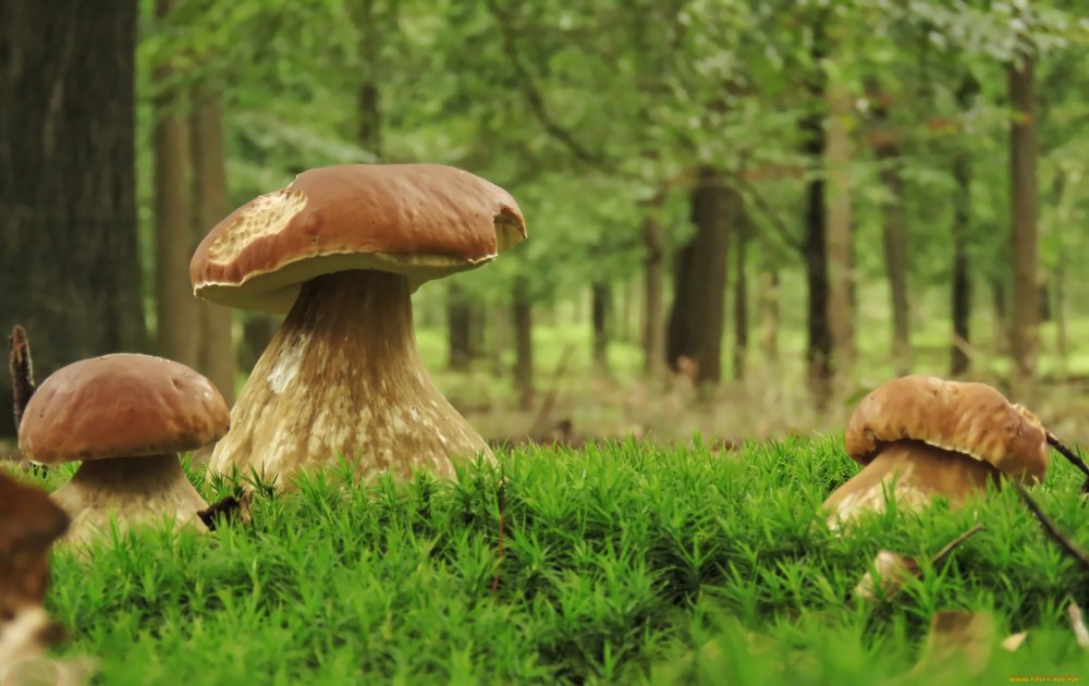 Съедобные грибы Брянского леса