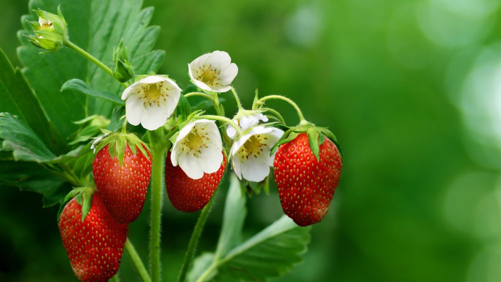Природа лето ягоды
