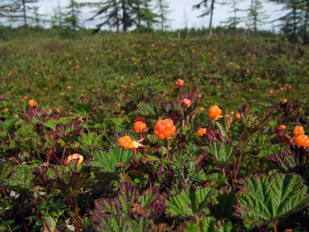 Морошка – Rubus chamaemorus l.