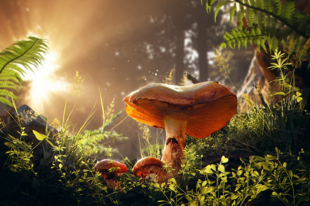 Сказочный лес с грибами