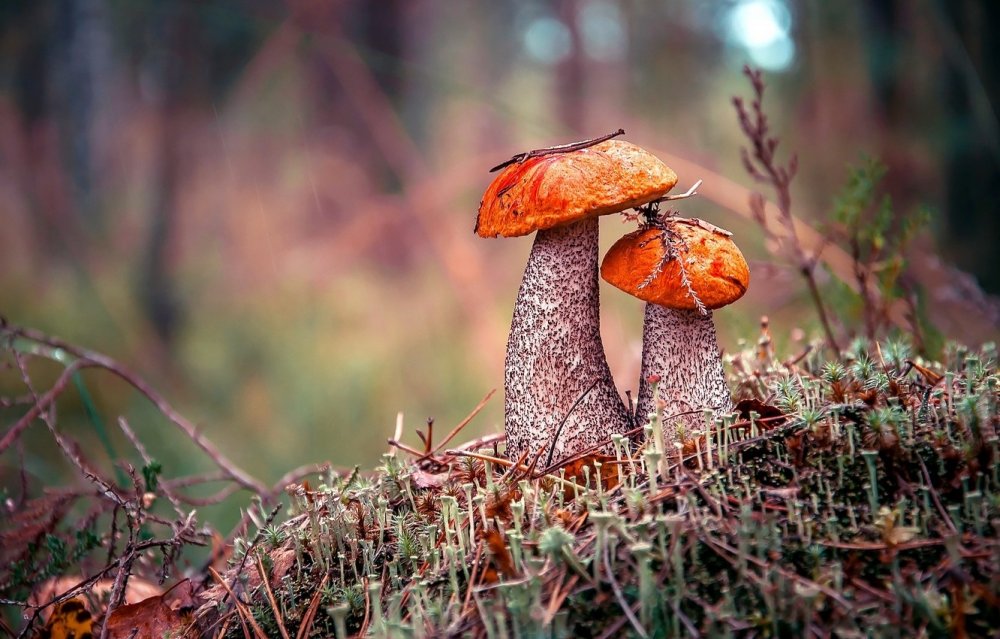 Осенние грибы подосиновики
