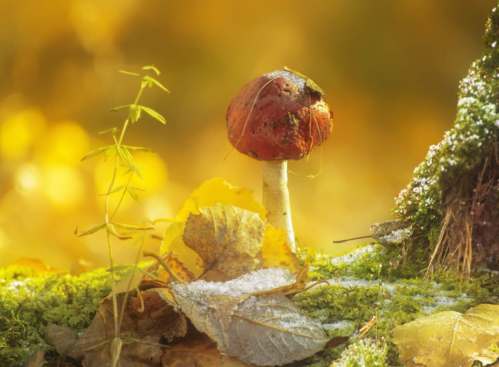 Красивый сказочный гриб