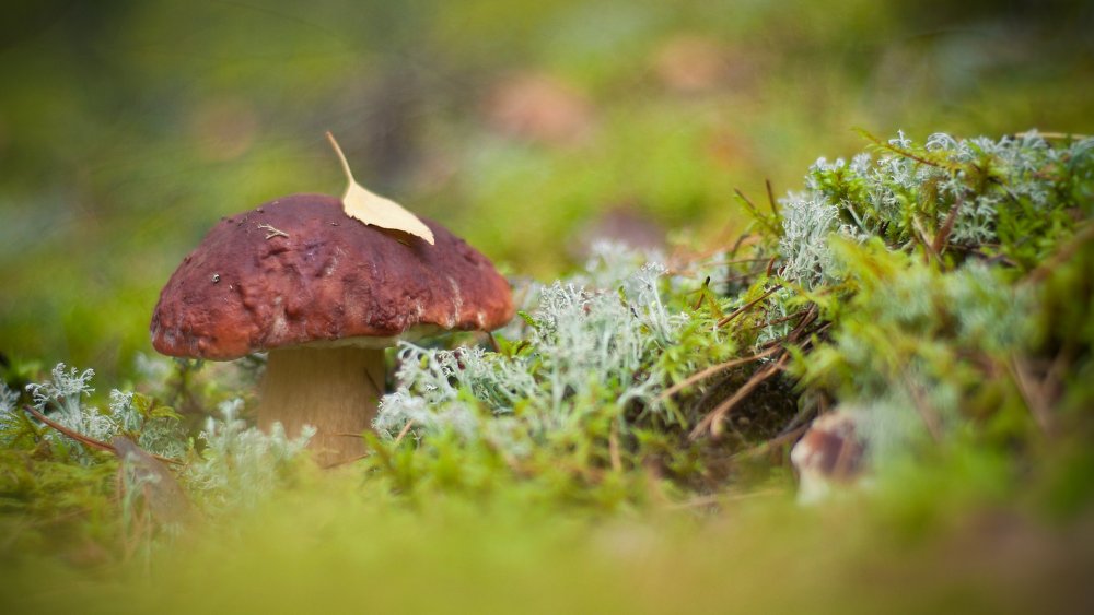 Осень грибы макро
