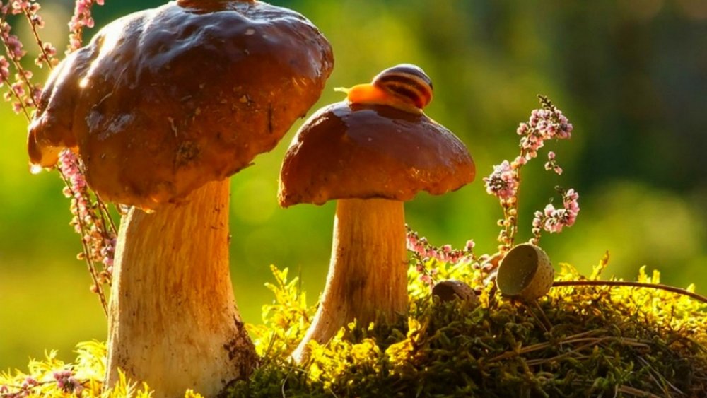 Мох и грибы