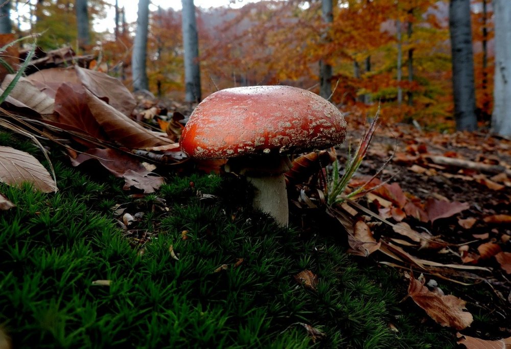 Живая природа грибы