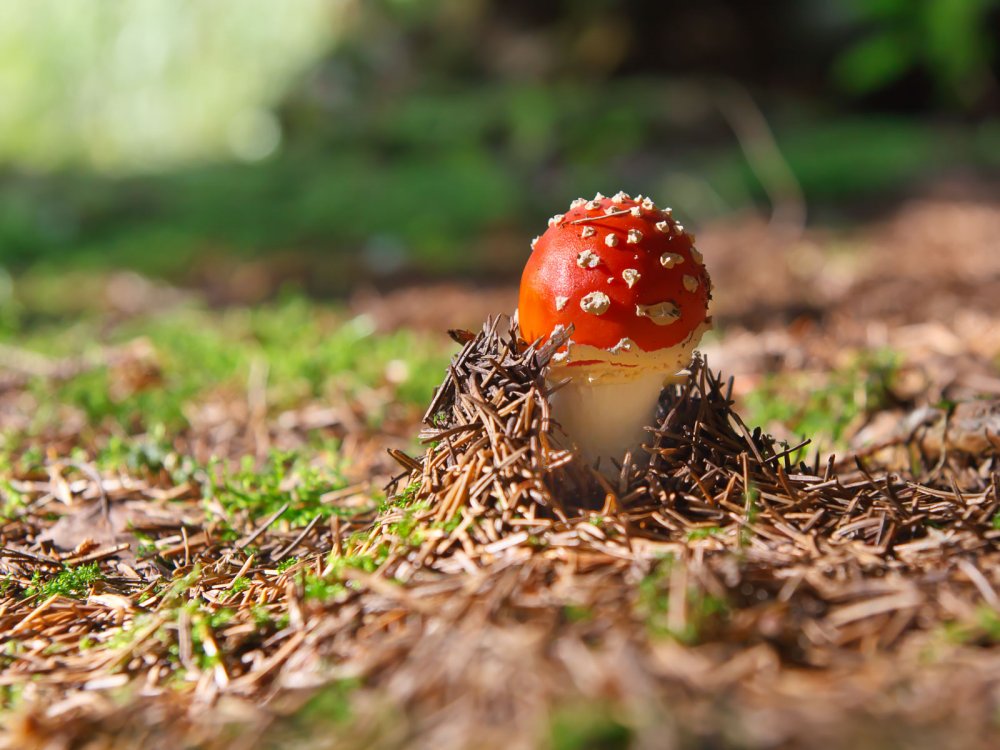 Осенний лес с грибами