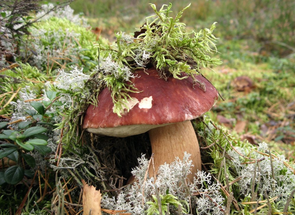 Карелия лес грибы