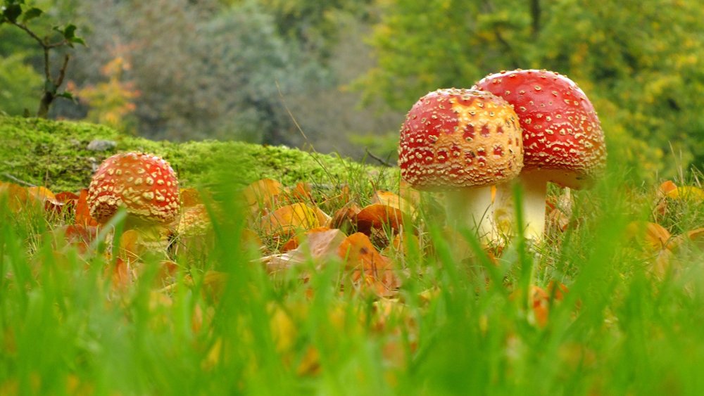 Поляна грибов подосиновиков