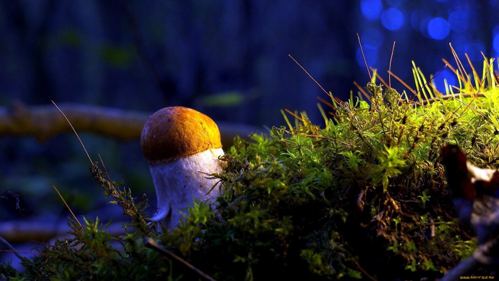 Фотографируем грибы в лесу
