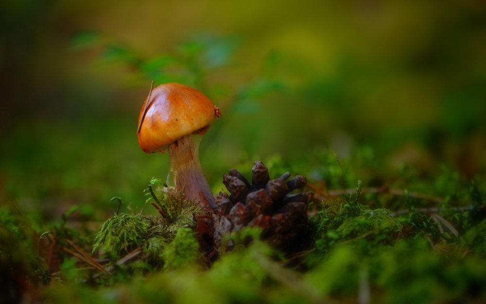 Макросъемка природа грибы